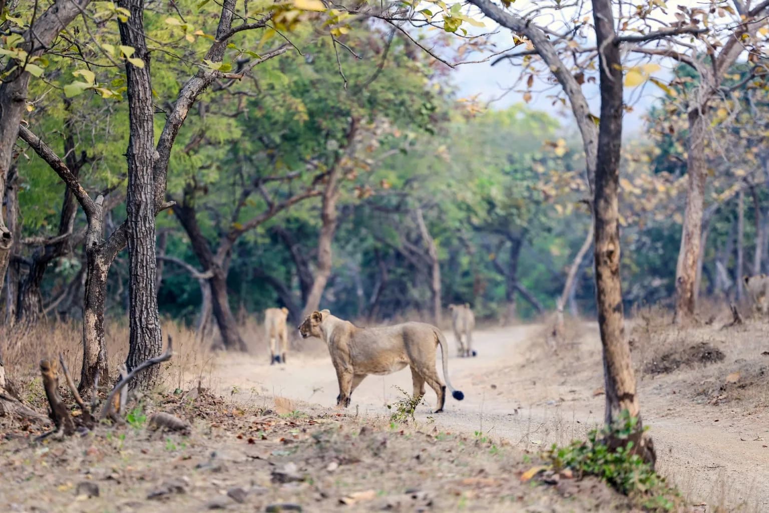 Three lions walk along a dirt path through a dry forest with green trees.
