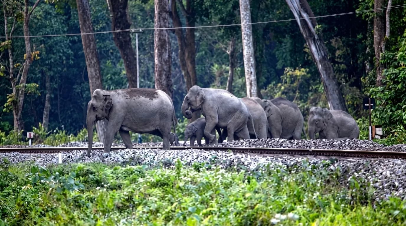 A herd of elephants walks along train tracks in a forest.